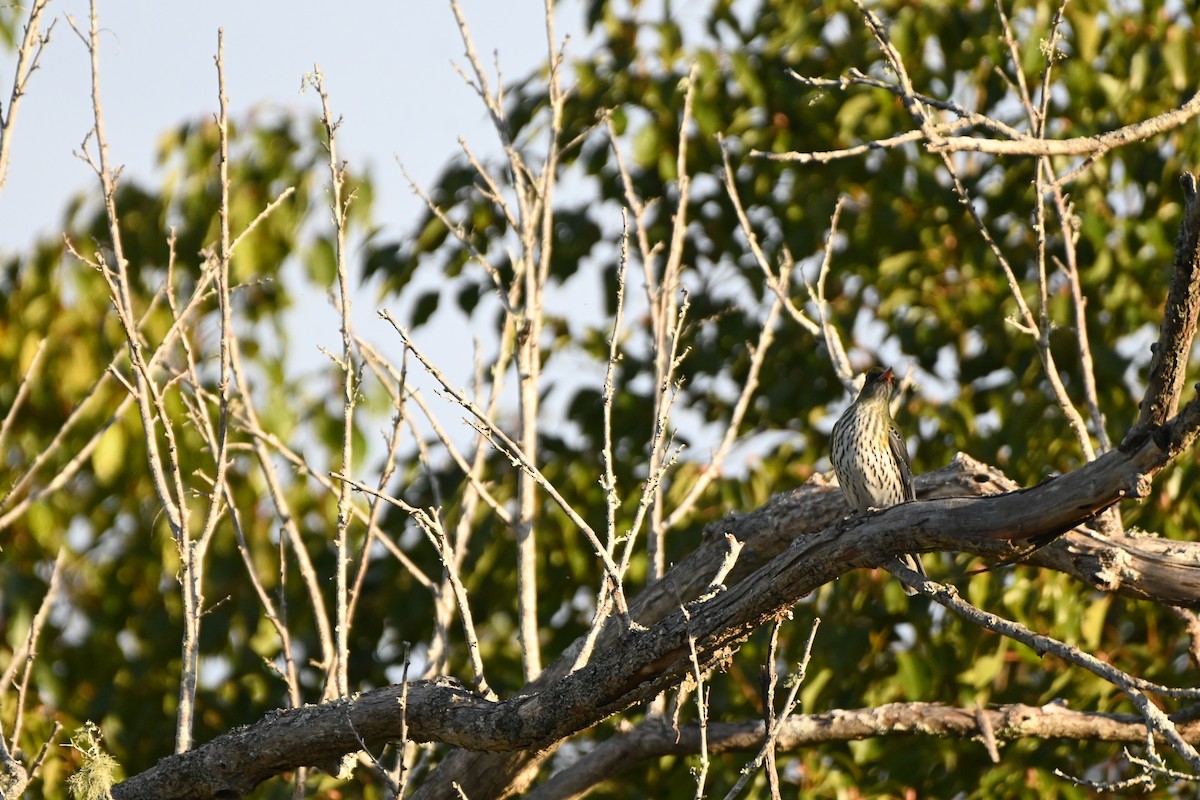 Olive-backed Oriole - ML620883677