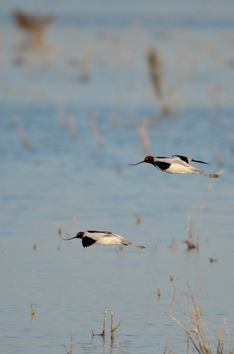 Red-necked Avocet - Lucas Russell
