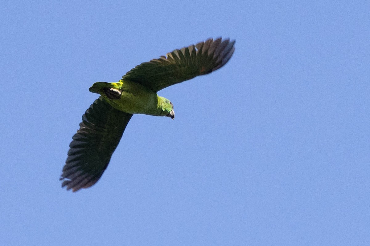 Black-billed Parrot - ML620883681