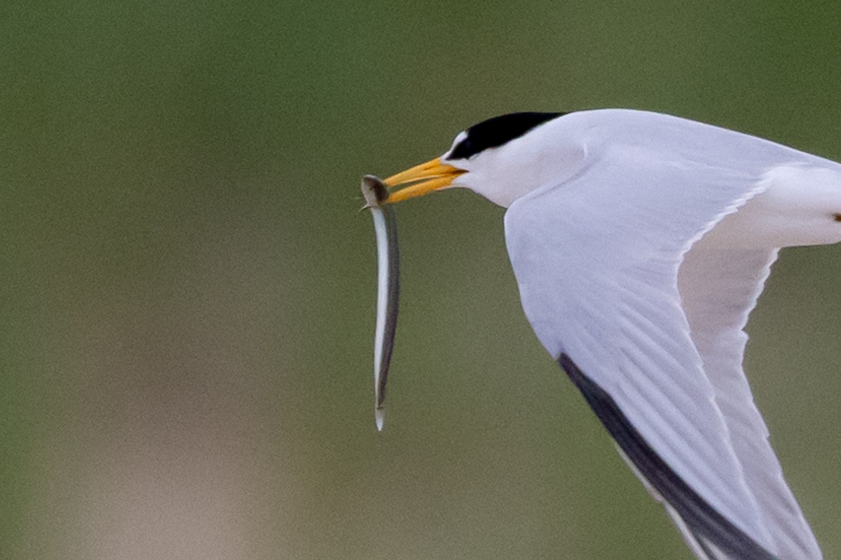 Least Tern - ML620883688