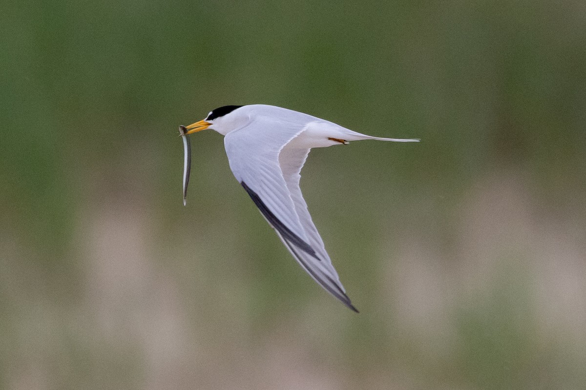 Least Tern - ML620883689