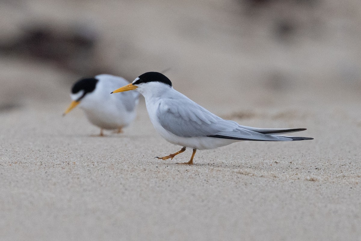 Least Tern - ML620883695