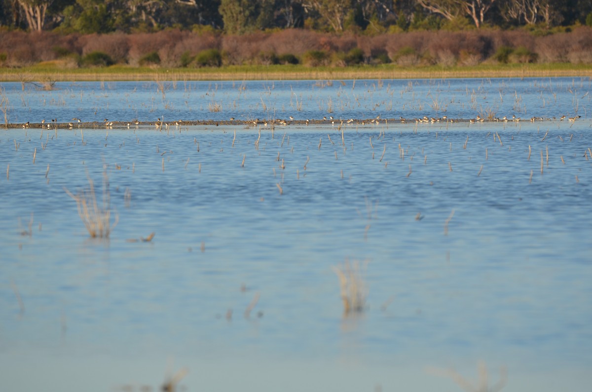 Red-capped Plover - ML620883701