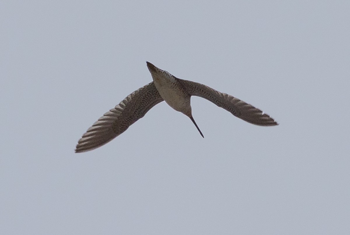 kortnebbekkasinsnipe - ML620883704