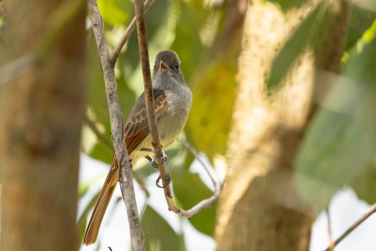 Rufous-tailed Flycatcher - ML620883707