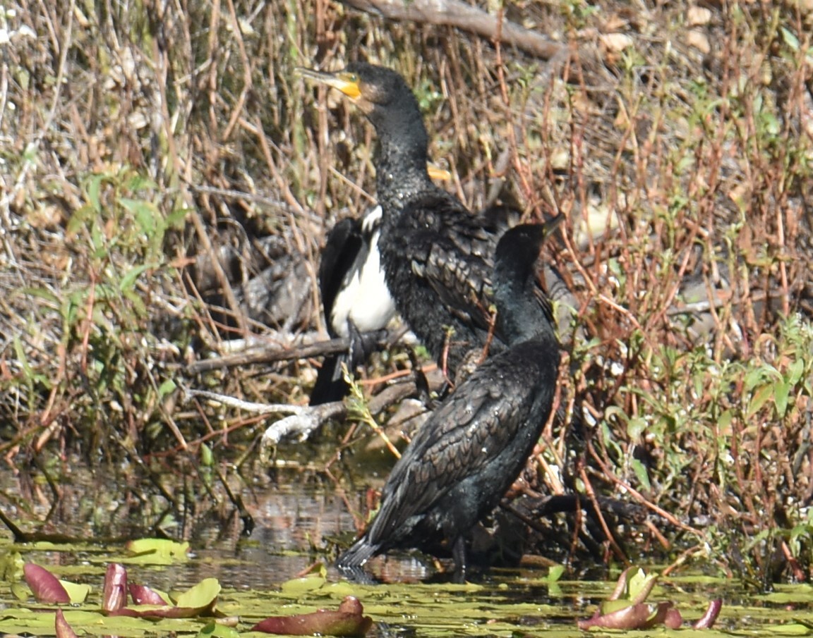 Little Black Cormorant - ML620883708