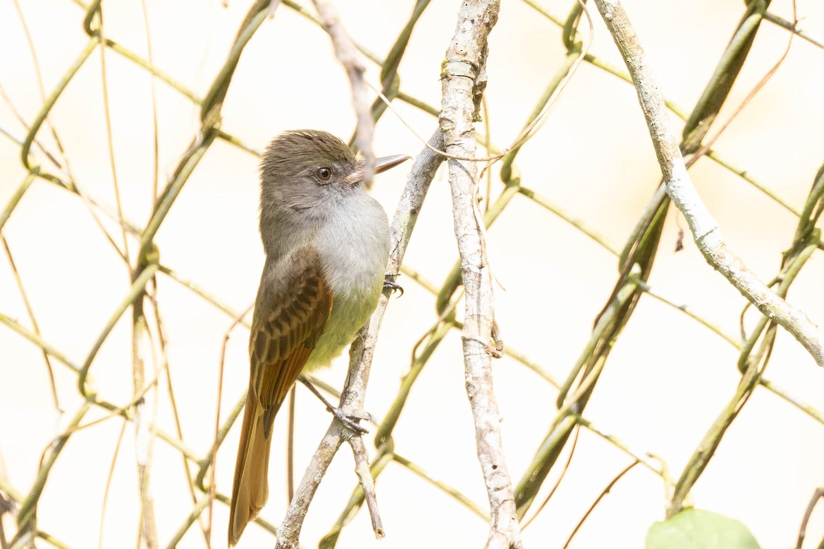 Rufous-tailed Flycatcher - Doug Gochfeld