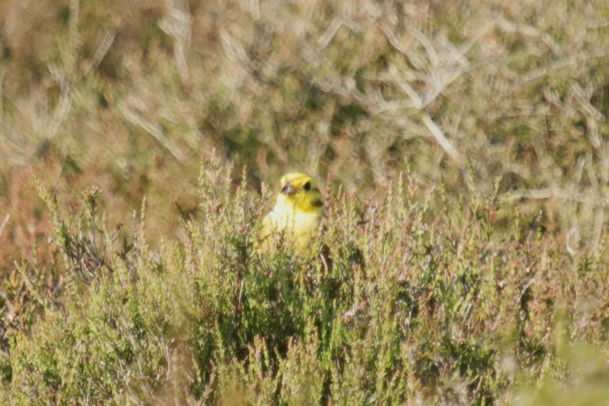 Yellowhammer - ML620883712