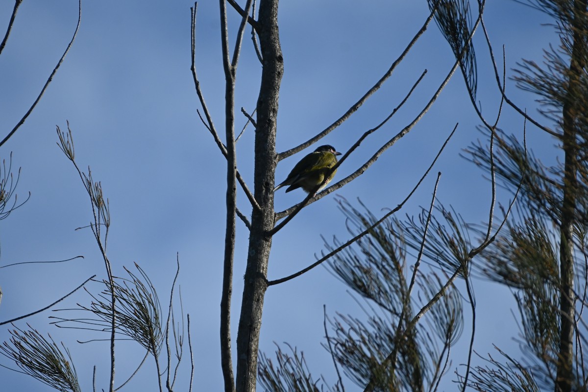 Australasian Figbird - ML620883713