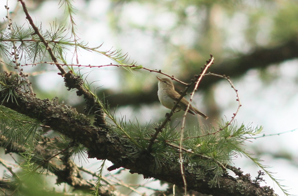 Mosquitero Verdoso - ML620883715