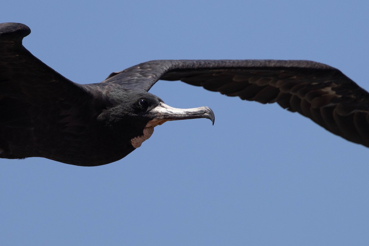 Magnificent Frigatebird - ML620883716