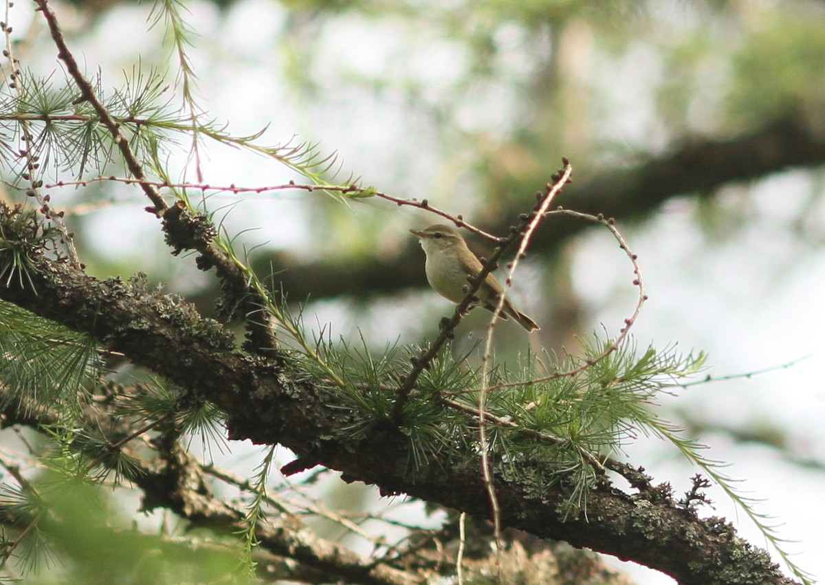 Mosquitero Verdoso - ML620883717