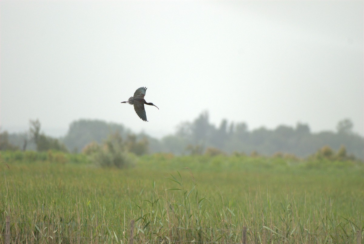 Glossy Ibis - ML620883718