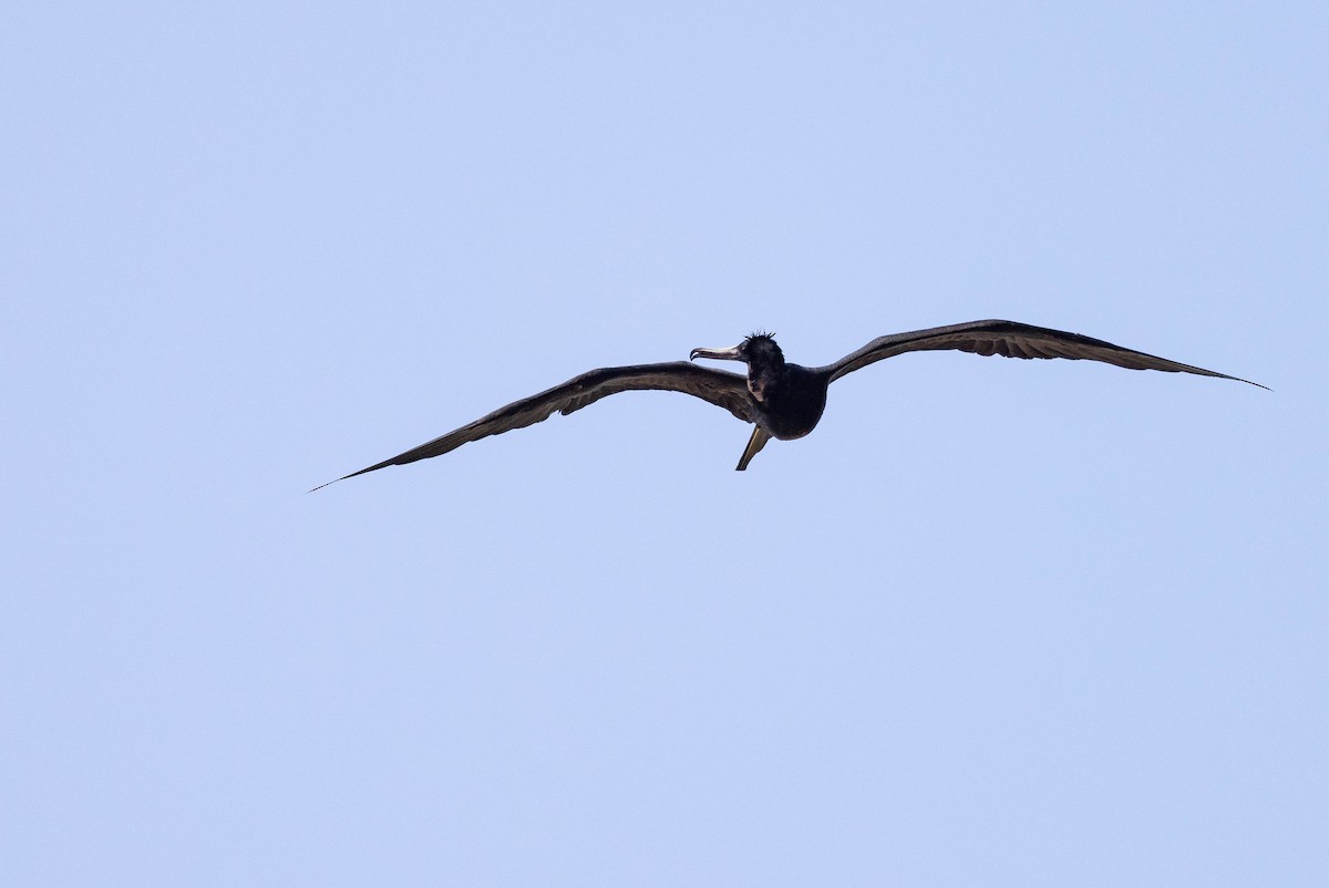 Magnificent Frigatebird - ML620883721