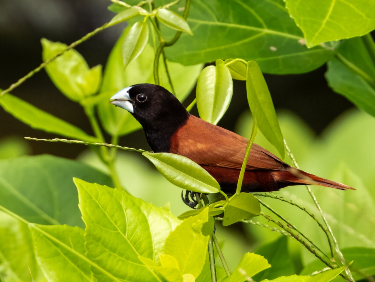 Chestnut Munia - ML620883722