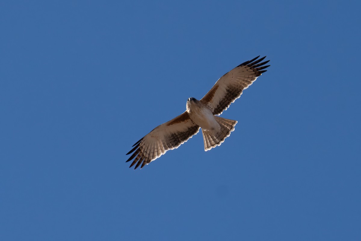 Águila Chica - ML620883725