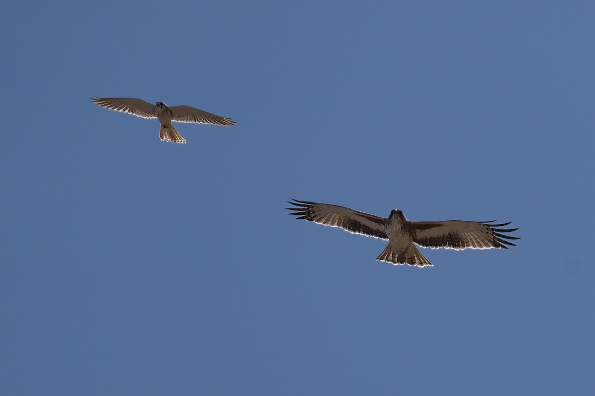 Águila Chica - ML620883726