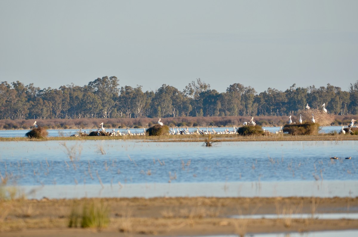 Australian Pelican - Lucas Russell