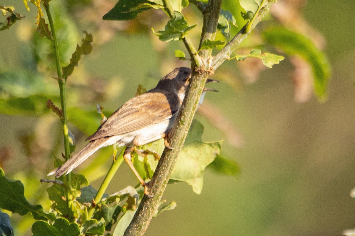 Greater Whitethroat - ML620883729