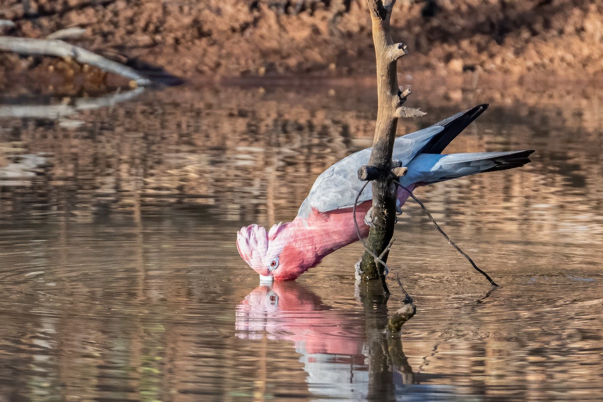 Galah - Ian and Deb Kemmis