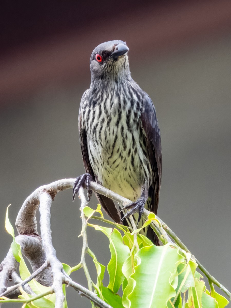 Asian Glossy Starling - ML620883731