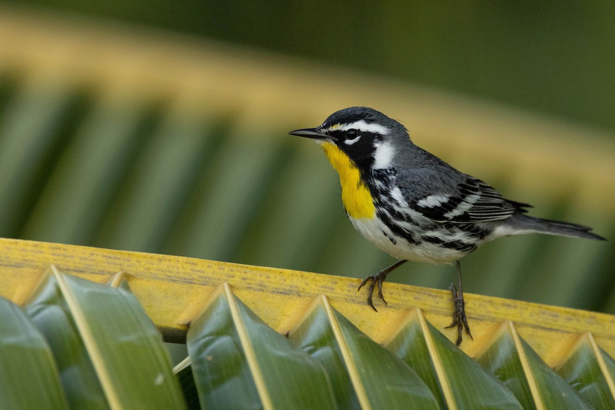 Yellow-throated Warbler - ML620883732