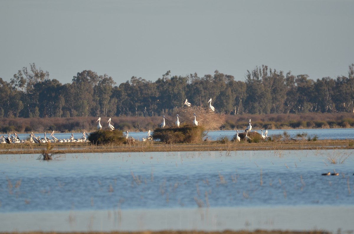 Australian Pelican - ML620883734