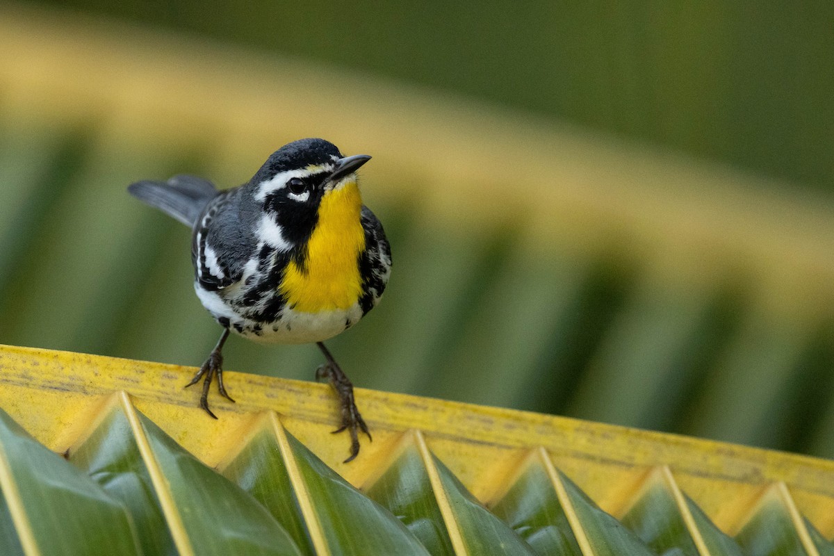 Yellow-throated Warbler - ML620883735