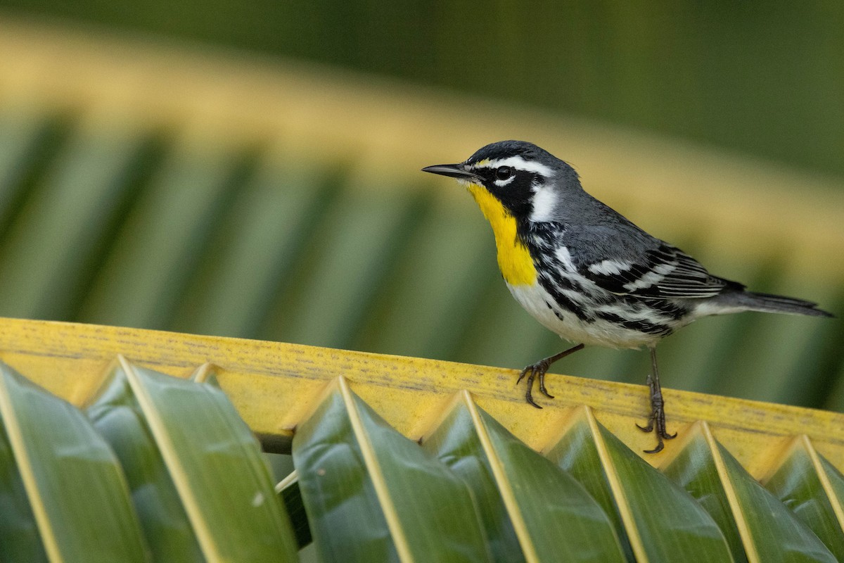 Yellow-throated Warbler - Doug Gochfeld