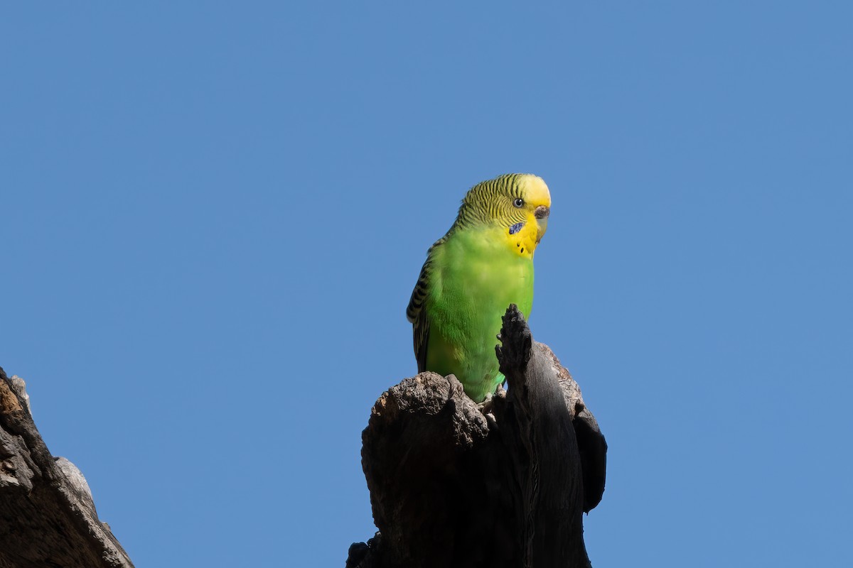 Budgerigar - ML620883737