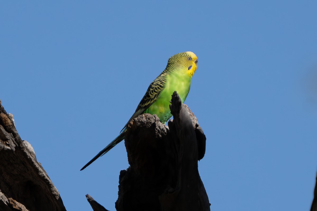 Budgerigar - ML620883738