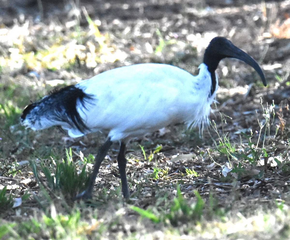 Ibis à cou noir - ML620883739