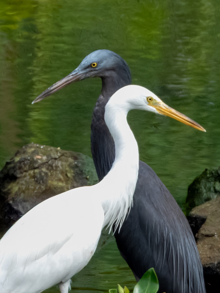 Pacific Reef-Heron - ML620883740