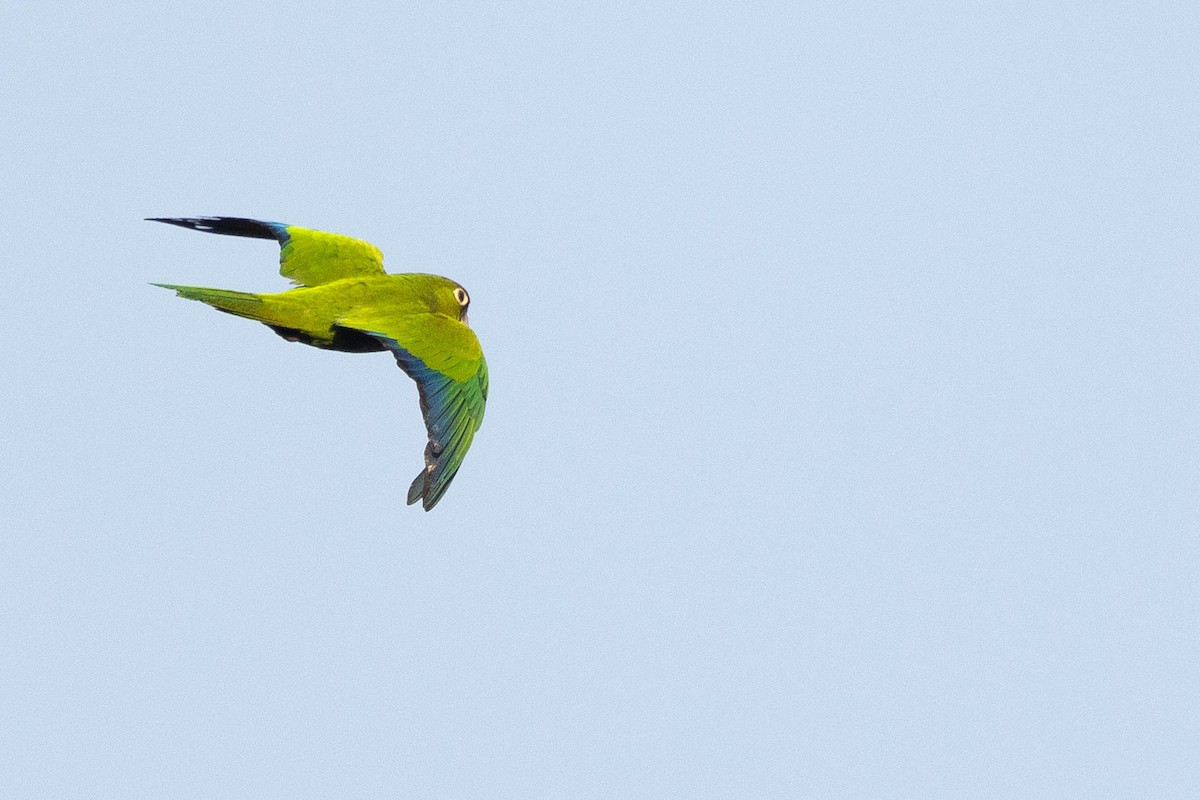 Olive-throated Parakeet (Jamaican) - ML620883753