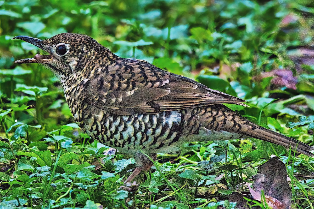 Bassian Thrush - ML620883754