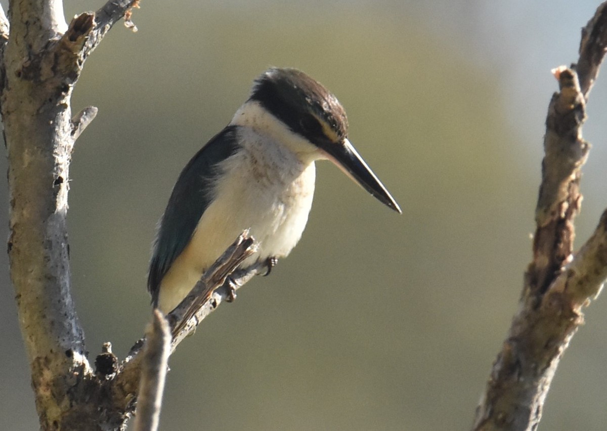 Sacred Kingfisher - ML620883756