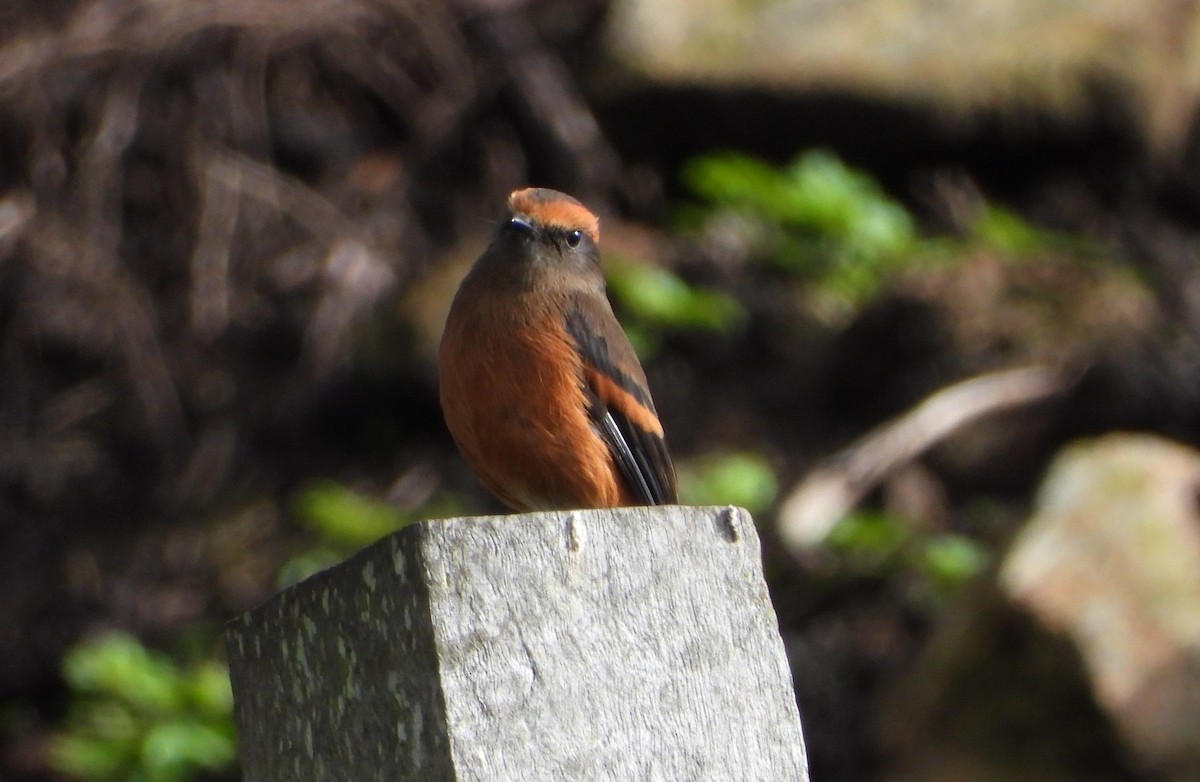 Rufous-browed Chat-Tyrant - ML620883763