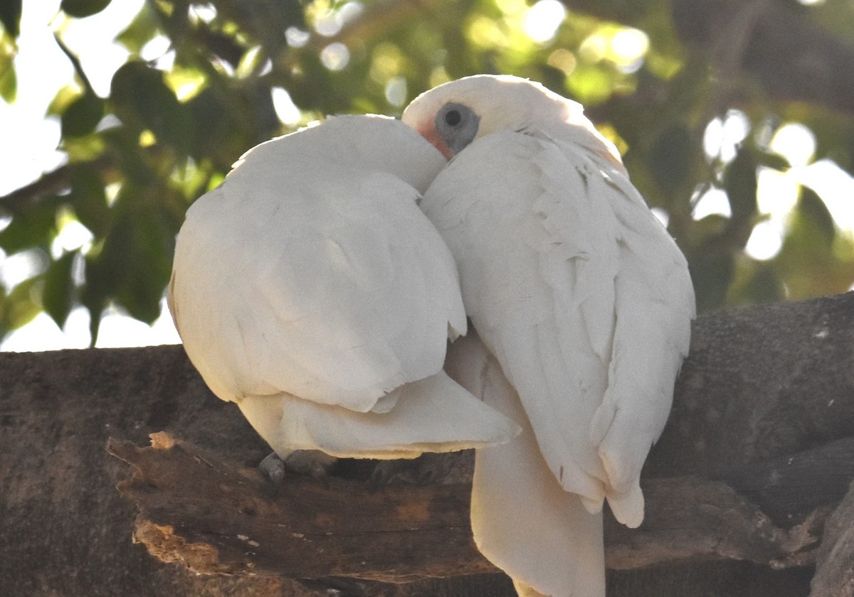 Cacatoès corella - ML620883764