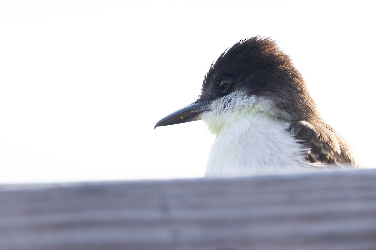 Loggerhead Kingbird (Loggerhead) - ML620883766