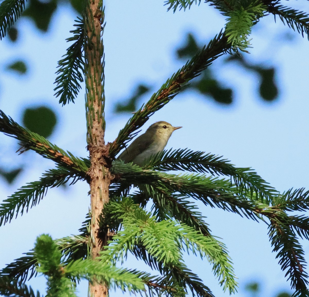 Mosquitero Verdoso - ML620883768