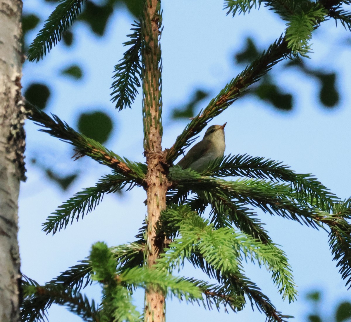 Mosquitero Verdoso - ML620883769