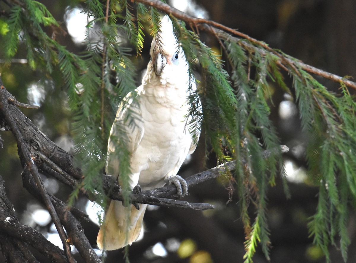 Little Corella - ML620883770