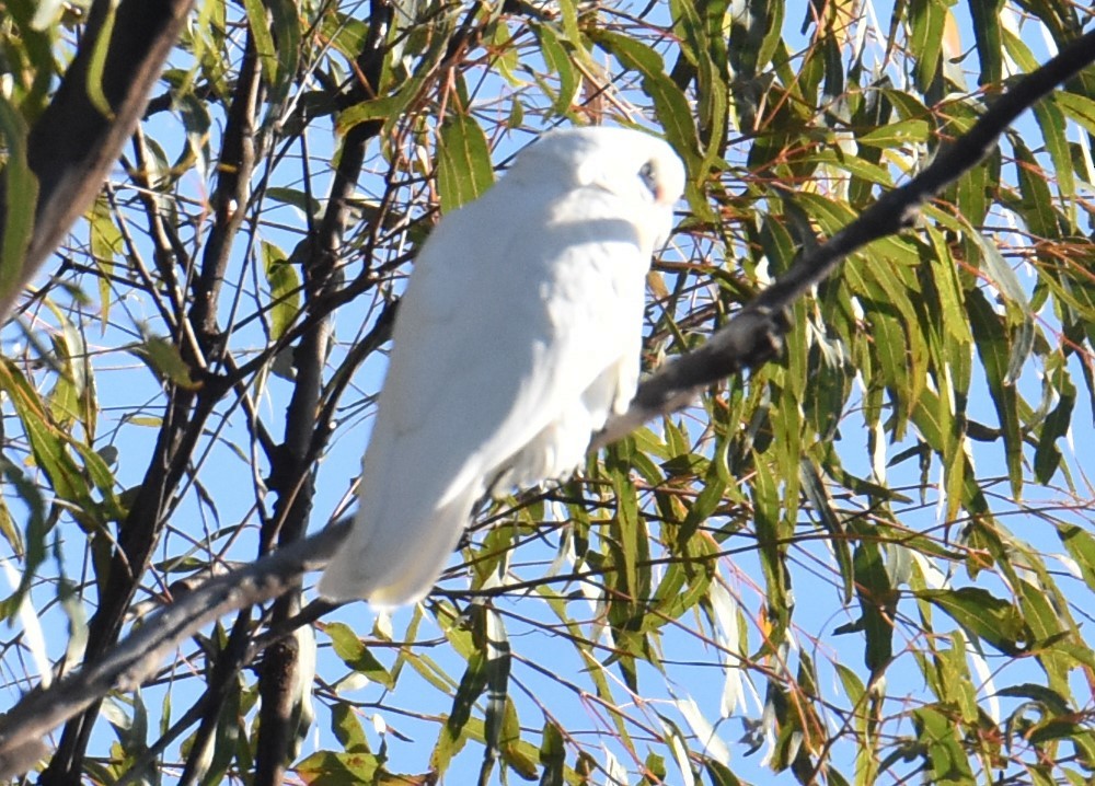 Nacktaugenkakadu - ML620883771