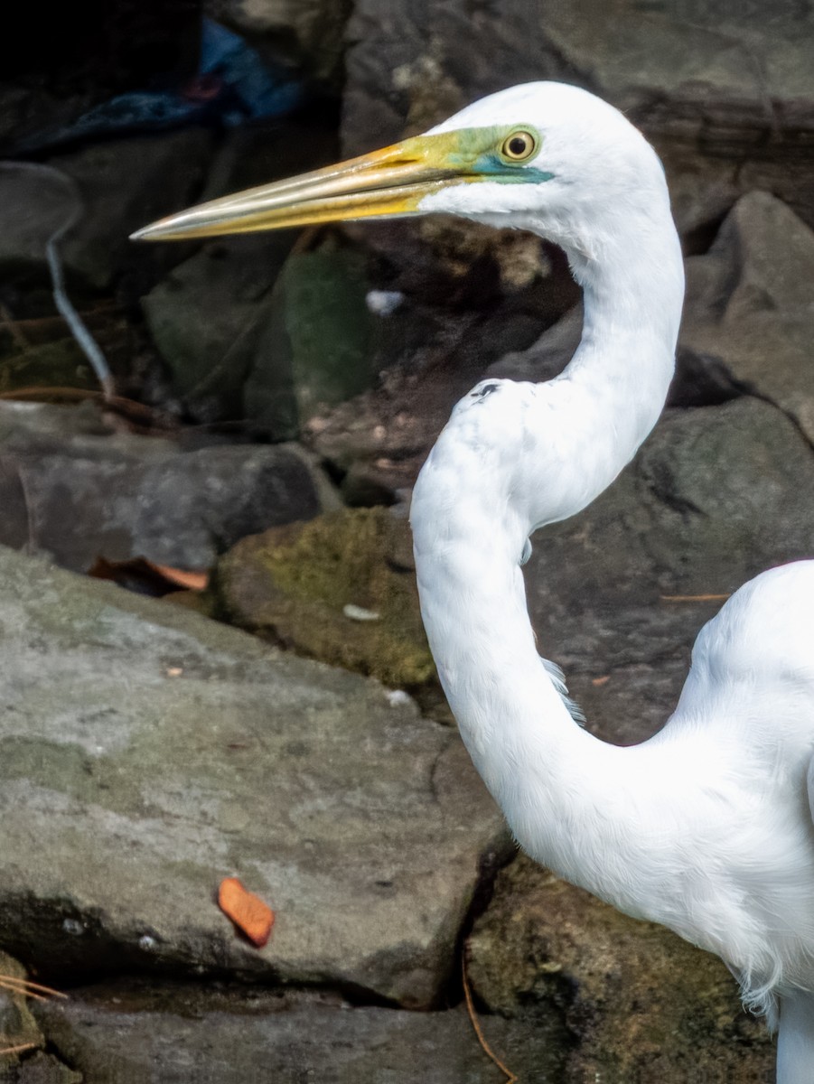 Great Egret - ML620883775