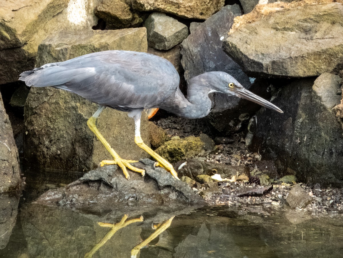 Pacific Reef-Heron - ML620883780