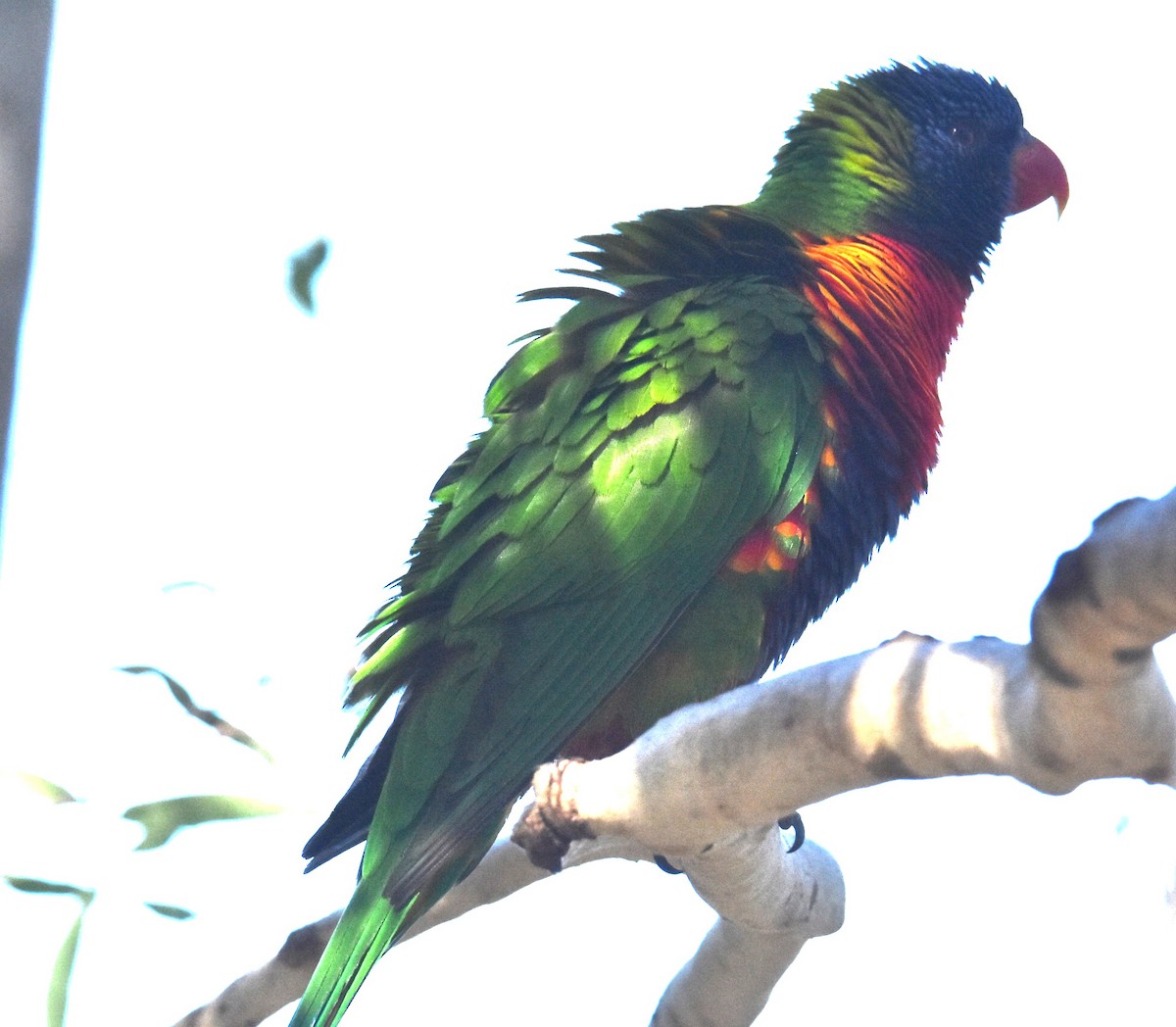 Rainbow Lorikeet - Mark Tarnawski