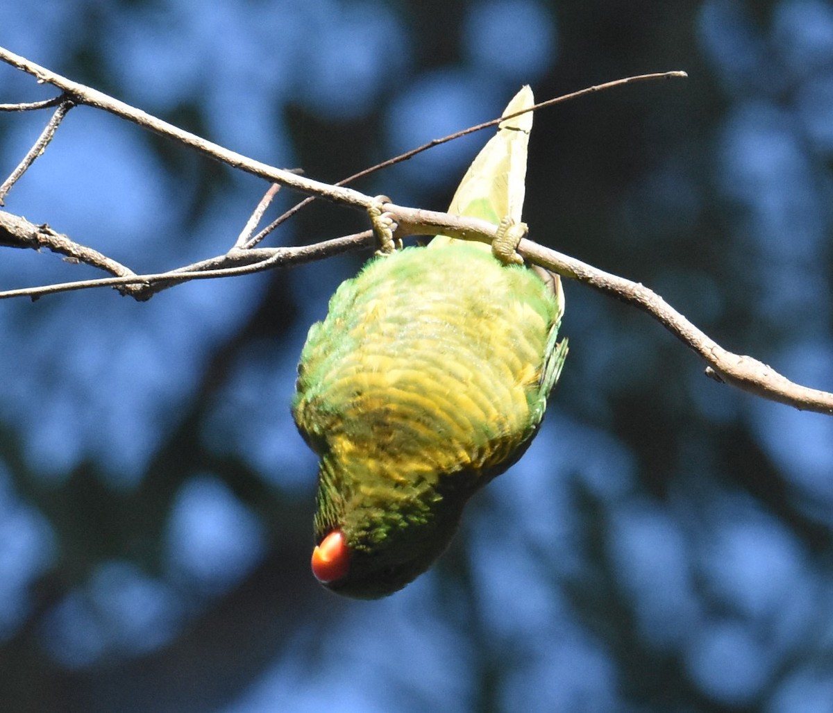 Scaly-breasted Lorikeet - ML620883785