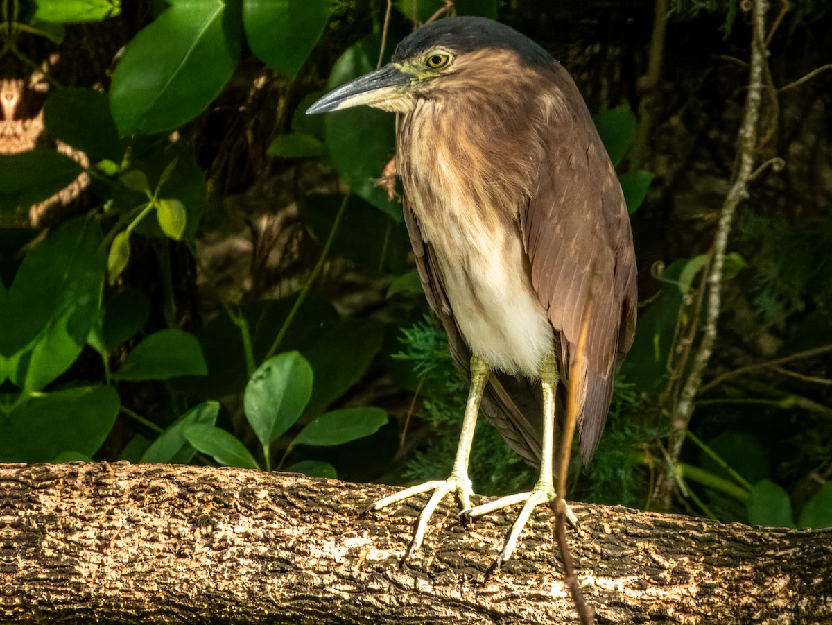 Nankeen Night Heron - ML620883788