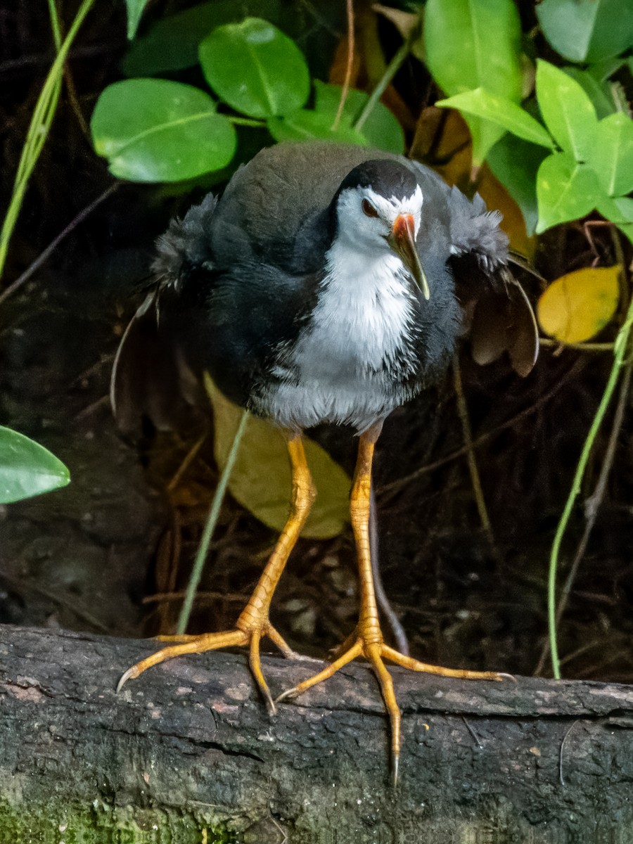 White-breasted Waterhen - ML620883790