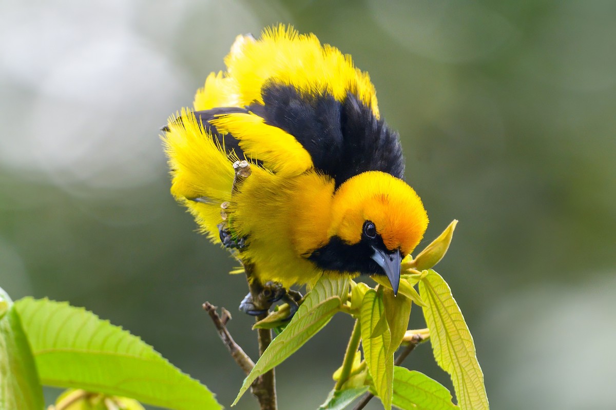 Yellow-tailed Oriole - ML620883793